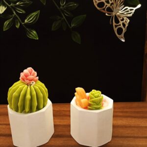 cactus varios y suculentas